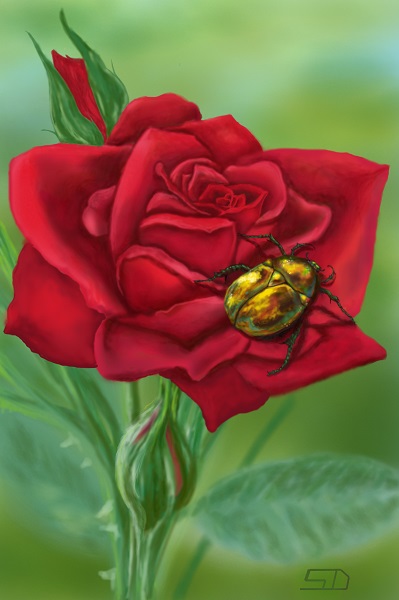 Cetonia aurata - ilustración